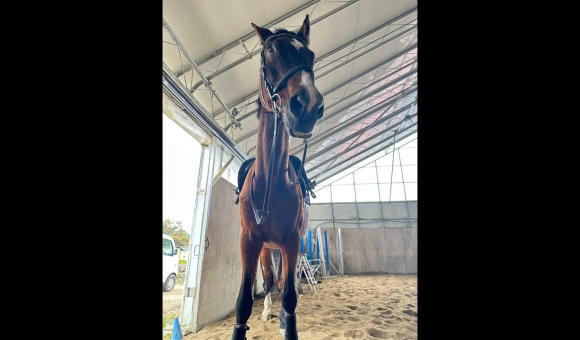 今夜21時から！そふと皐月賞出走のお知らせ🐴