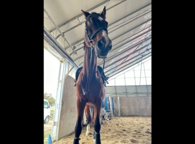 今夜21時から！そふと皐月賞出走のお知らせ🐴