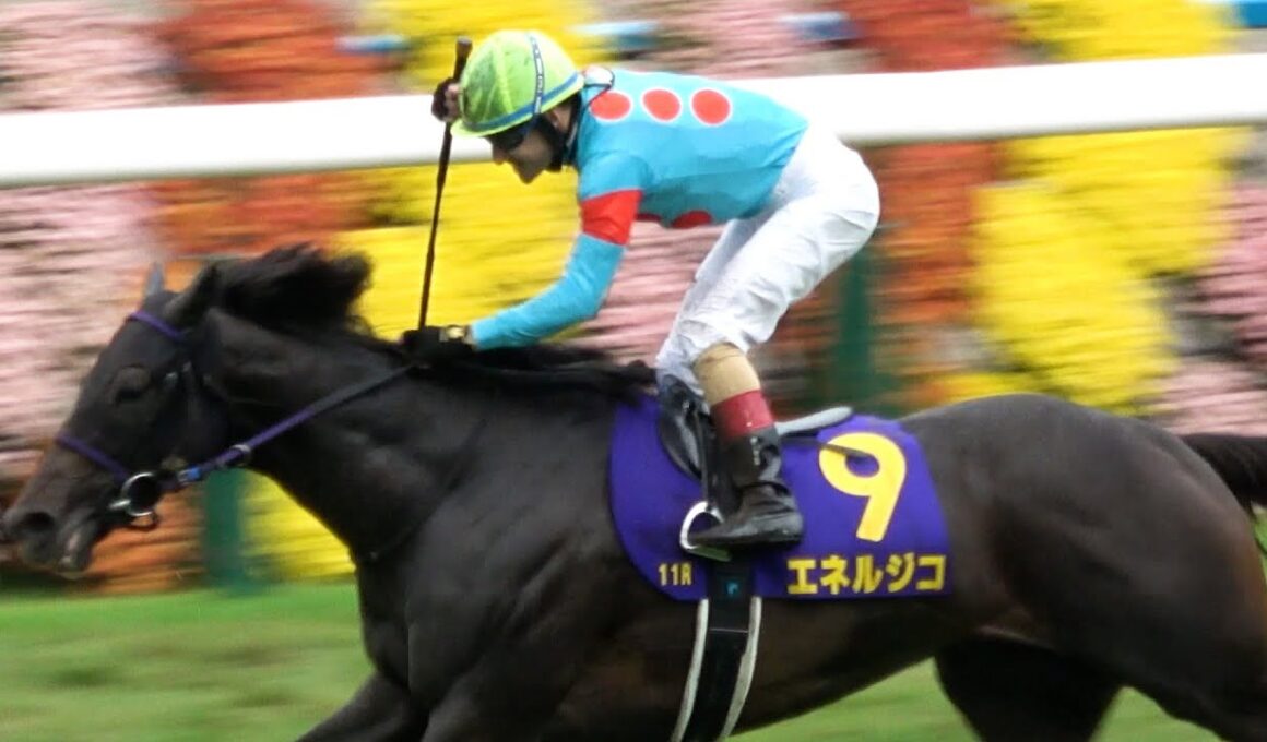 【菊花賞2025】前人未到の3連覇を達成し年間100勝も達成‼ ウイニングランと生ファンファーレ付き 現地映像 エネルジコ