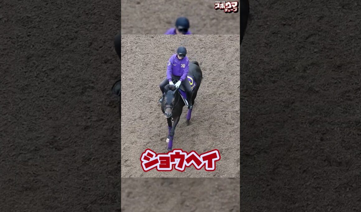 【菊花賞 出走予定】ショウヘイ栗東での様子＃shorts