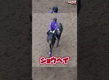 【菊花賞 出走予定】ショウヘイ栗東での様子＃shorts