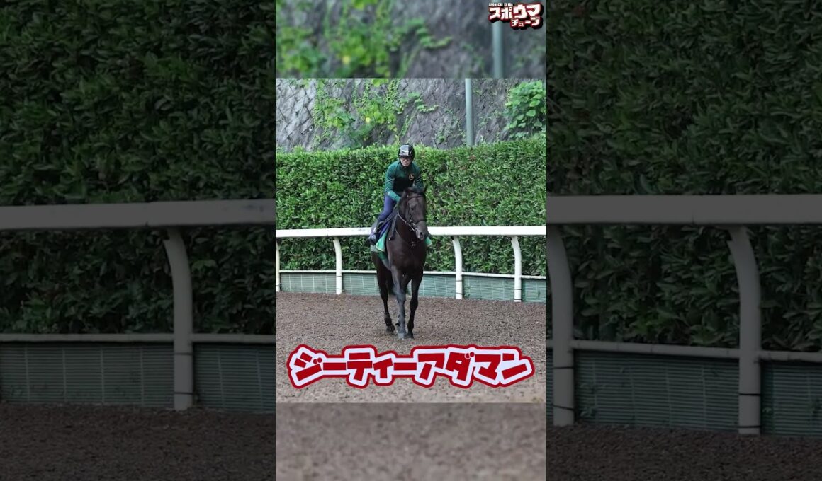 【菊花賞 出走予定】ジーティーアダマン栗東での様子＃shorts