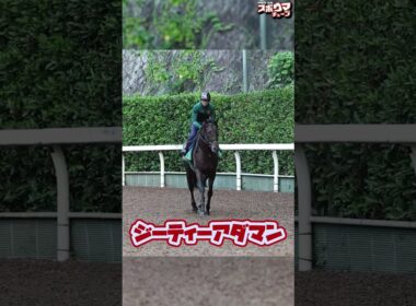 【菊花賞 出走予定】ジーティーアダマン栗東での様子＃shorts