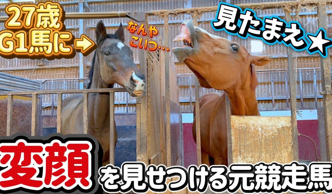 陽キャな引退競走馬が27歳のG1馬に変顔を見せつけてる瞬間がコチラ。マジで何しての（歓喜）【ツルマルボーイ様様のシモベ】