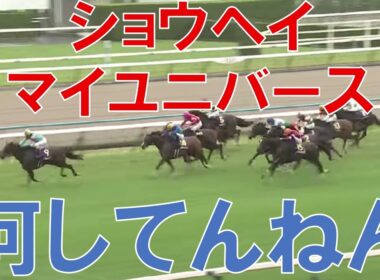 菊花賞 2025 結果 レース回顧 ショウヘイ マイユニバース負けすぎやで