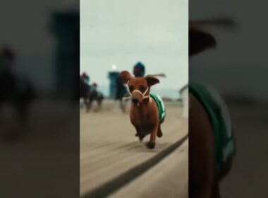 有馬記念にダックスフンドが参加してみた