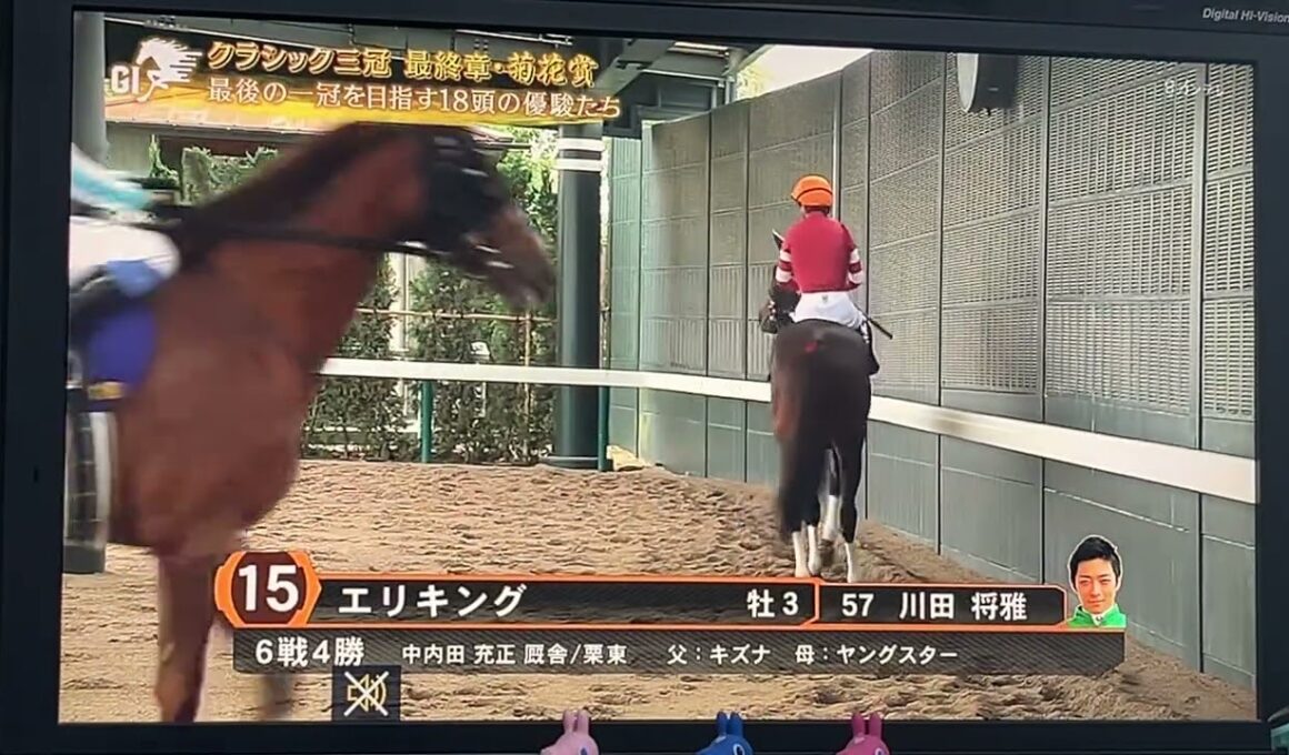 【本場馬入場実況】第86回菊花賞G1