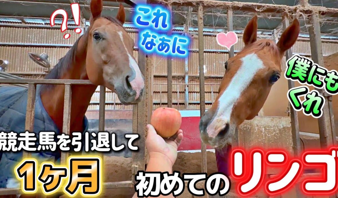 ｟競走馬を引退して1ヶ月｠新米引退競走馬に初めてリンゴを見せていたら…リンゴ大好きなきんちゃんも顔を出して来てこうなっちゃいました。【ツルマルボーイ様のシモベ】