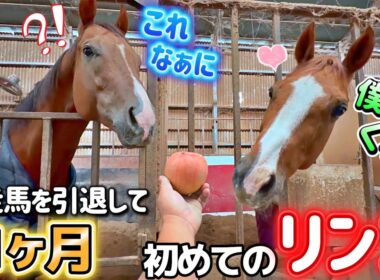 ｟競走馬を引退して1ヶ月｠新米引退競走馬に初めてリンゴを見せていたら…リンゴ大好きなきんちゃんも顔を出して来てこうなっちゃいました。【ツルマルボーイ様のシモベ】