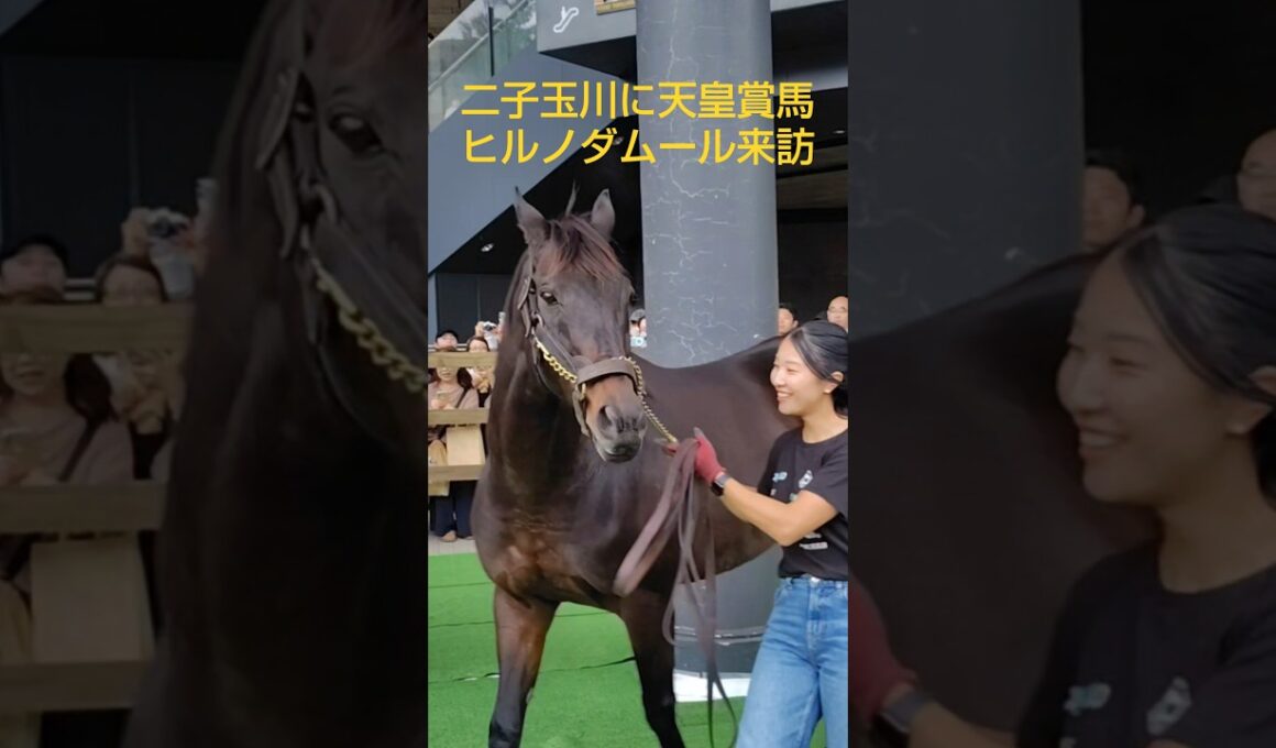 二子玉川にヒルノダムール（天皇賞春）がやってきました。このあと、カムニャンが負け。。タイミングを逸しましたか、天皇賞ウィークなのであげます。