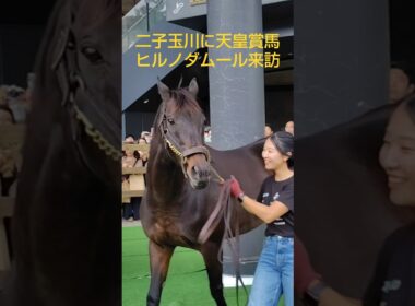 二子玉川にヒルノダムール（天皇賞春）がやってきました。このあと、カムニャンが負け。。タイミングを逸しましたか、天皇賞ウィークなのであげます。