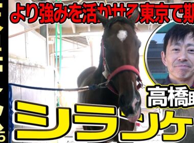 【天皇賞・秋2025】シランケド・高橋助手「正直ここまで来るとは」「東京は強みを活かせるコース」《JRA共同会見》