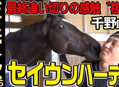 【天皇賞・秋2025】セイウンハーデス・千野助手「最終追い切りは抜群」「何より一番強いのはスタート」《JRA共同会見》