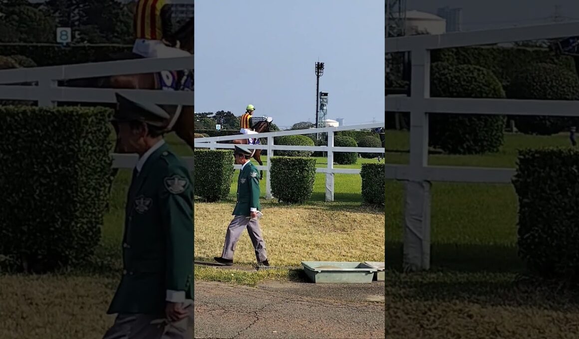 お馬さんにもスクーリングは大事@中山グランドジャンプの大生垣