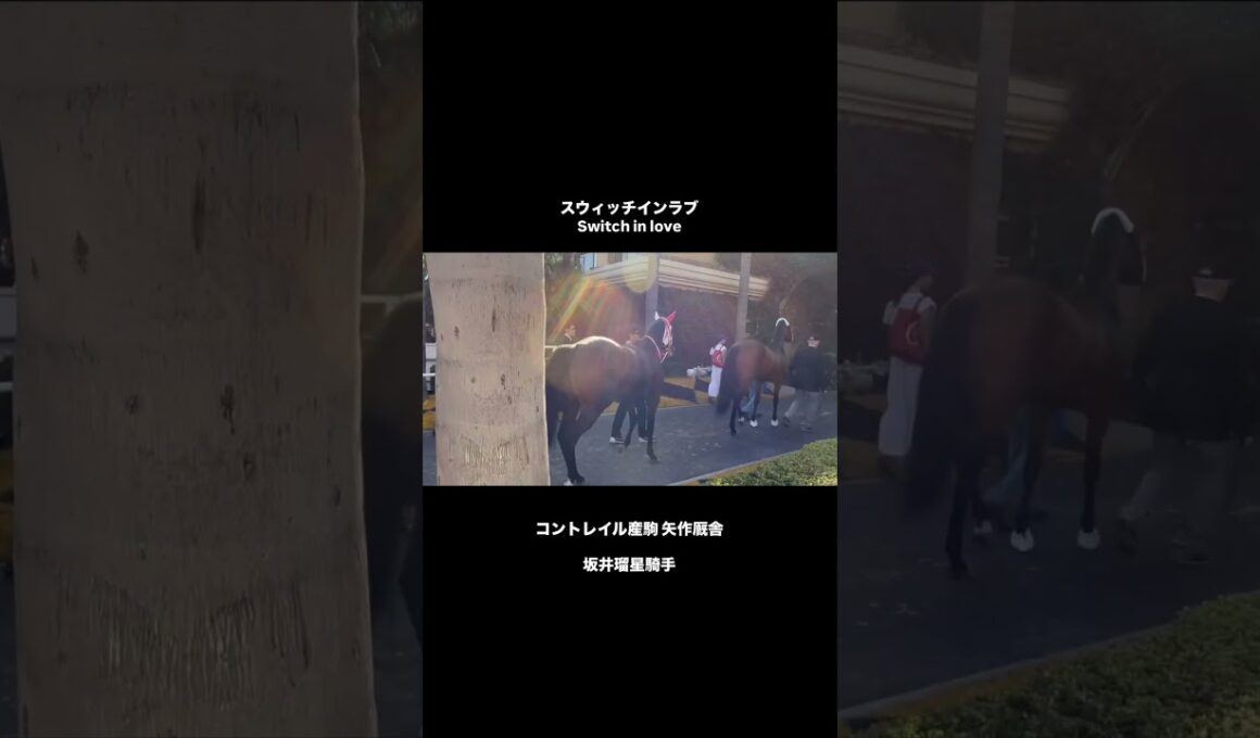 【ジュベナイルフィリーズ】BCフィリーズターフG1 コントレイル産駒の日本🇯🇵馬　swich in love 登場！ #競馬 #ブリーダーズカップ #コントレイル