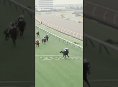 #天皇賞秋 #JRA #競馬 #G1 #JapanCup #horseracing #マスカレードボール #ミュージアムマイル