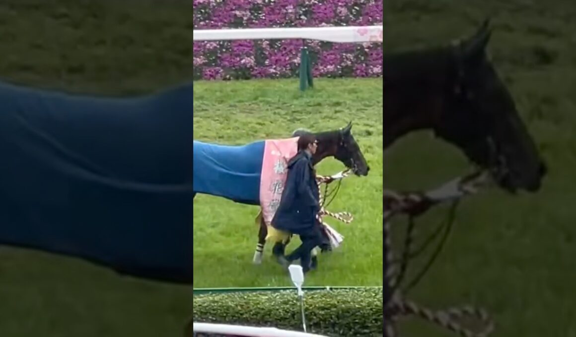 第85回桜花賞🌸🏇🌸優勝🏆エンブロイダリーさん(2025/04/13)阪神競馬場