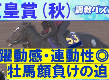 【１７週連続調教診断上位馬が激走中！】マスカレードボール、ミュージアムマイル、タスティエーラ・・・競馬エイト・高橋賢司トラックマンの調教解説＜天皇賞(秋)ＧⅠ＞