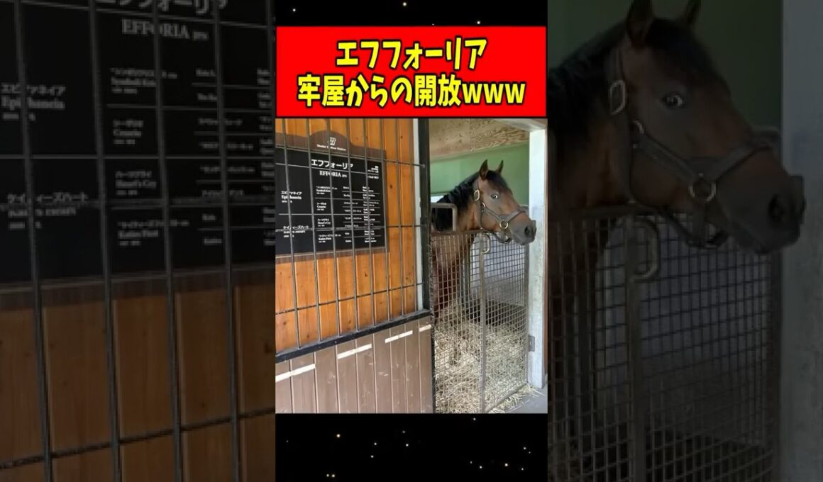 【朗報】エフフォーリア、座敷牢じゃなくなるwww