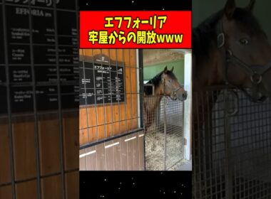 【朗報】エフフォーリア、座敷牢じゃなくなるwww