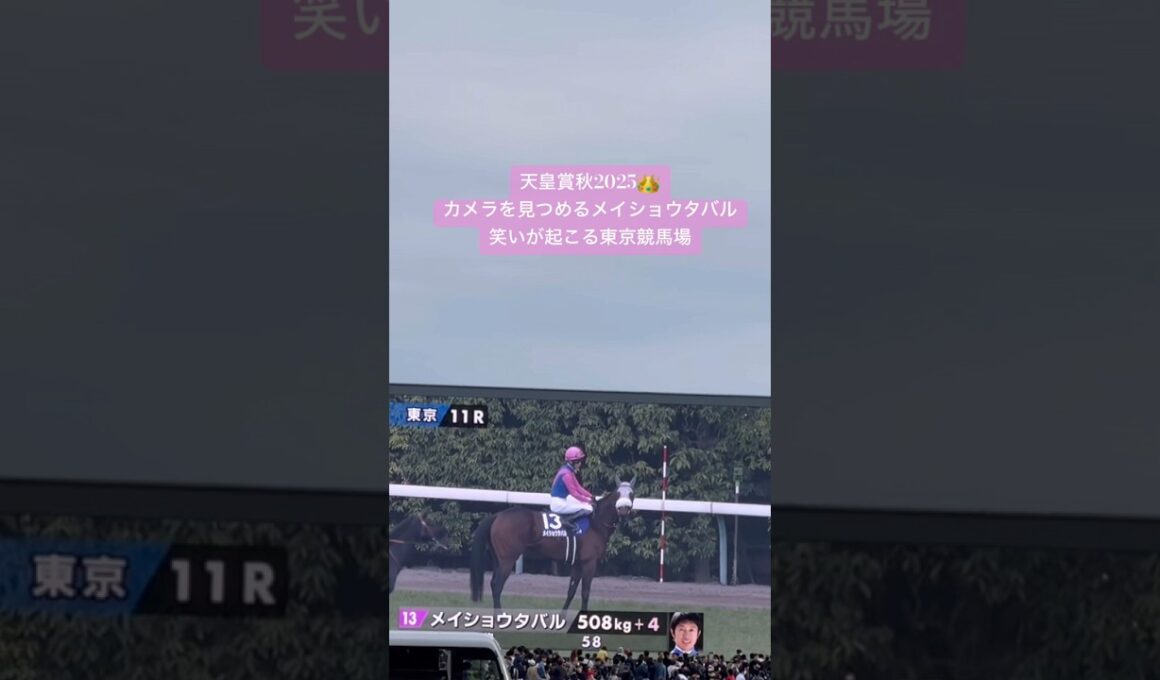 カメラを見つめるメイショウタバルに笑いが起こる現地🎀 #競馬 #天皇賞#天皇賞秋2025#天皇賞秋#メイショウタバル#武豊#東京競馬場#g1