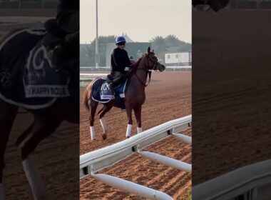 #テンハッピーローズ、現役生活お疲れ様でした！ #競馬 #海外競馬 #ヴィクトリアマイル