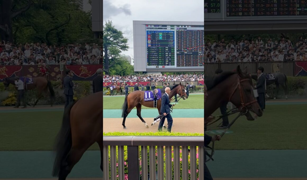 NHKマイルカップ 2025全頭 パドック 東京競馬場パンジャタワー