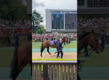 NHKマイルカップ 2025全頭 パドック 東京競馬場パンジャタワー