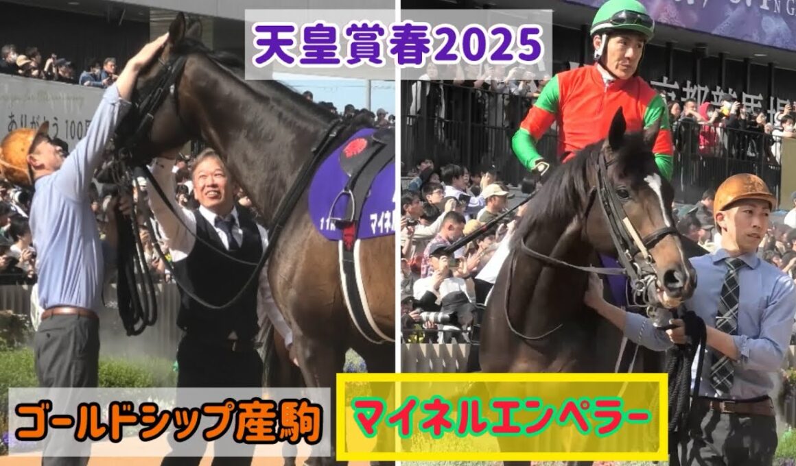 【天皇賞春2025】初GⅠで５着に健闘❗️見せ場たっぷりかっこいいマイネルエンペラーと丹内騎手【ゴールドシップ産駒】