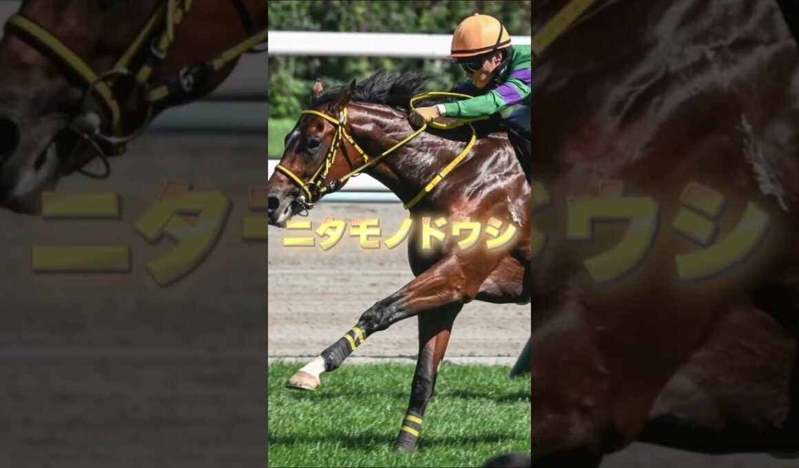 G1朝日杯FSの穴馬３頭を紹介＃競馬＃競馬予想＃穴馬＃タイセイカレント＃アドマイヤズーム＃ニタモノドウシ