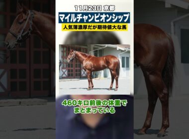 【京都】マイルチャンピオンシップ2025は人気薄になりそうなこの馬に妙味