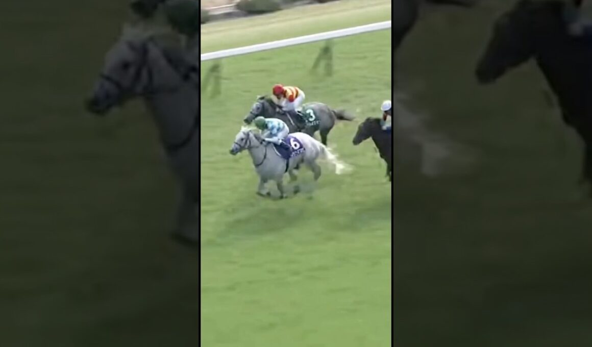 #マイルCS #G1 #競馬 #京都競馬場 #マイルチャンピオンシップ #ガイアフォース #ジャンタルマンタル #ソウルラッシュ