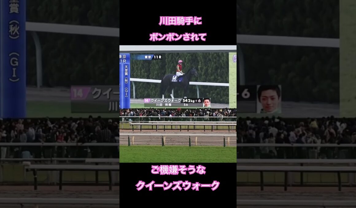 ポンポンされるクイーンズウォーク☺️ #天皇賞秋 #川田将雅騎手 #クイーンズウォーク #馬 #競馬 #horse #東京競馬場