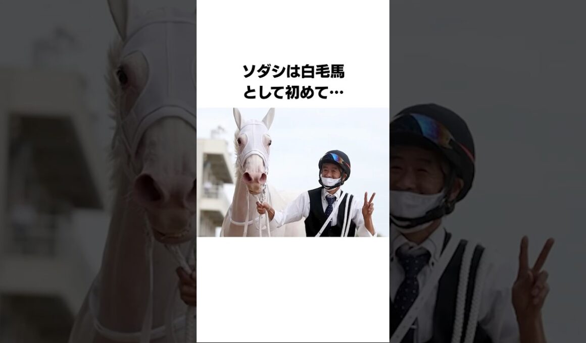 ソダシに関する雑学#競馬 #shorts