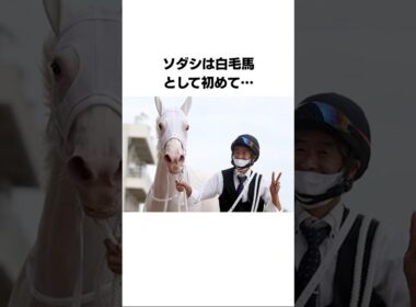 ソダシに関する雑学#競馬 #shorts