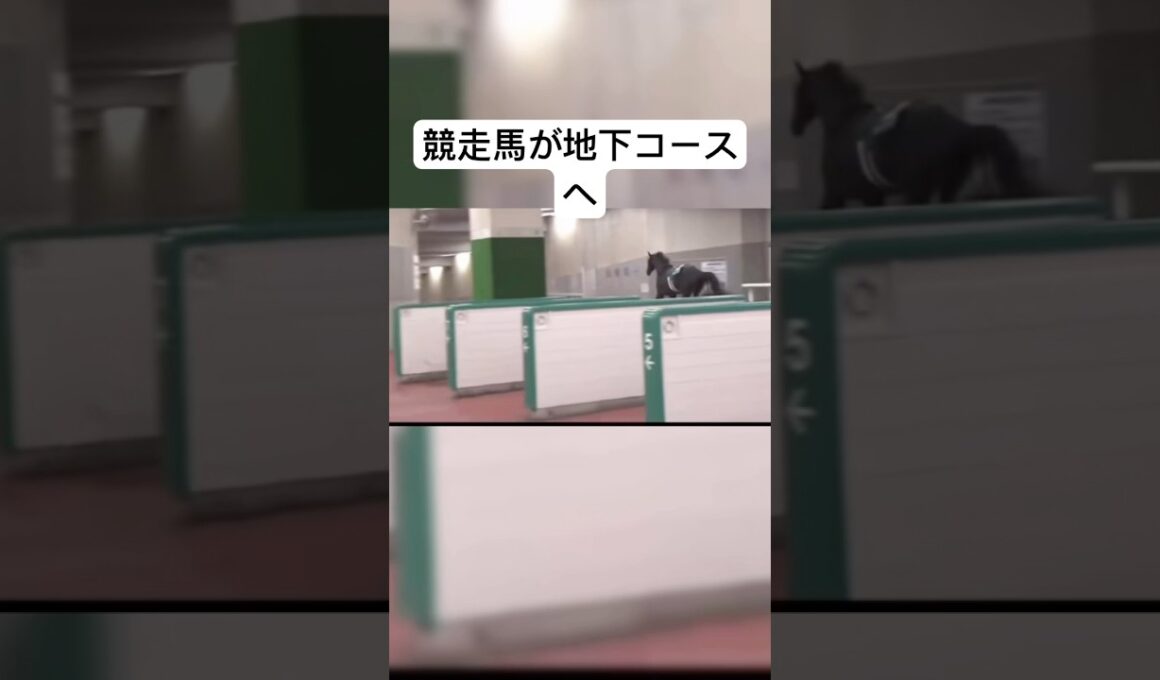 前代未聞！ #ショート動画 #すごい #ショート #おすすめ #面白い  #競走馬  #競馬  #競馬予想  #馬  #牧場物語  #天皇杯  #大阪杯  #桜花賞  #ファンファーレ  #地下鉄