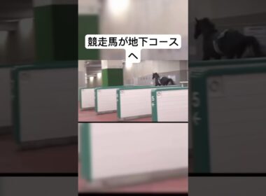 前代未聞！ #ショート動画 #すごい #ショート #おすすめ #面白い  #競走馬  #競馬  #競馬予想  #馬  #牧場物語  #天皇杯  #大阪杯  #桜花賞  #ファンファーレ  #地下鉄