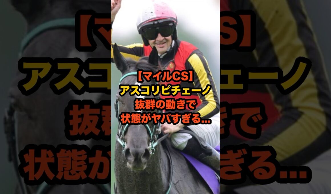 「春より明らかに凄い…」アスコリピチェーノの状態が想像以上だった…マイルCS主役確定か#競馬 #マイルCS #マイルチャンピオンシップ #アスコリピチェーノ