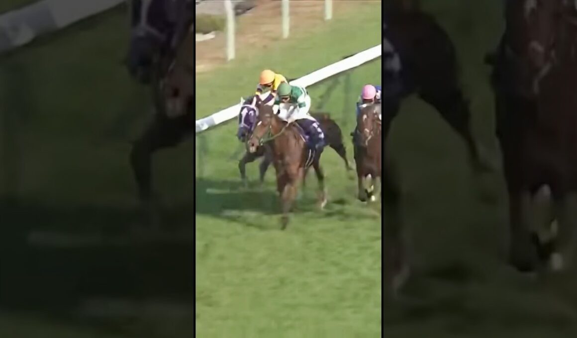 #エリザベス女王杯 #G1 #競馬 #京都競馬場 #女王決定戦 #レガレイラ #パラディレーヌ #ライラック #牝馬