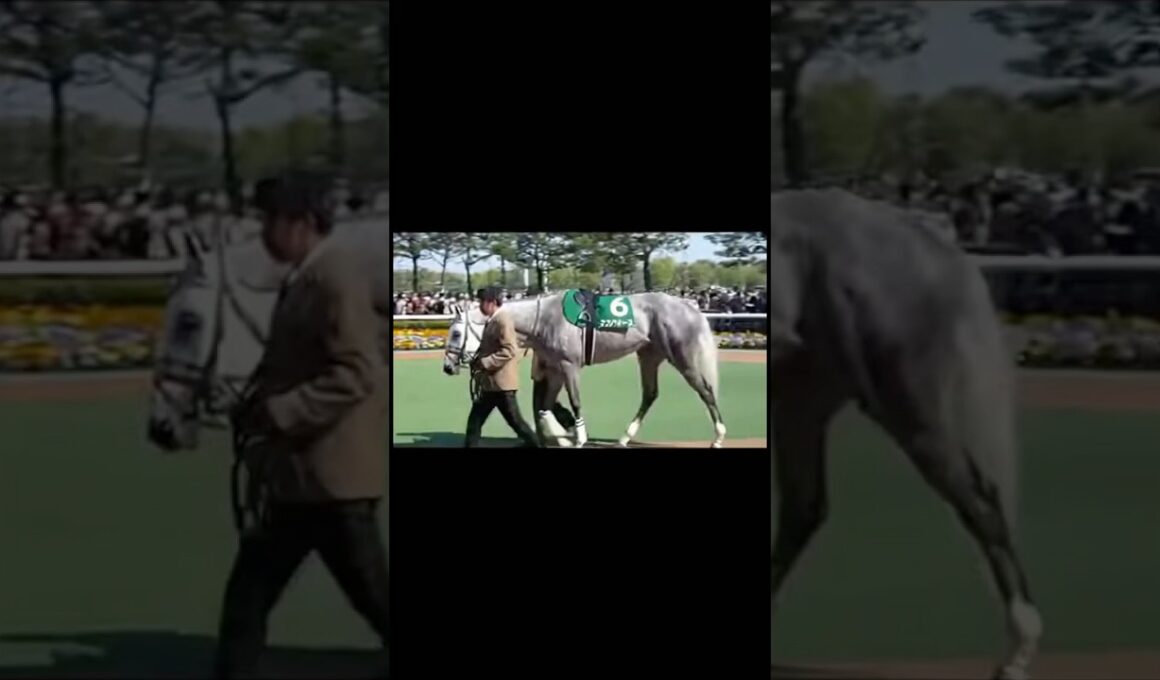 #マイルCS #パドック #G1 #競馬 #マイルチャンピオンシップ #ガイアフォース #マイル王 #京都競馬場 #ジャンタルマンタル