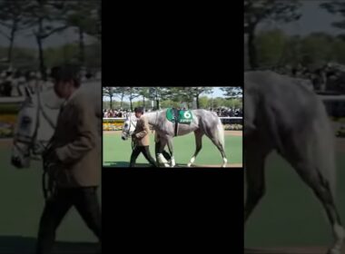 #マイルCS #パドック #G1 #競馬 #マイルチャンピオンシップ #ガイアフォース #マイル王 #京都競馬場 #ジャンタルマンタル