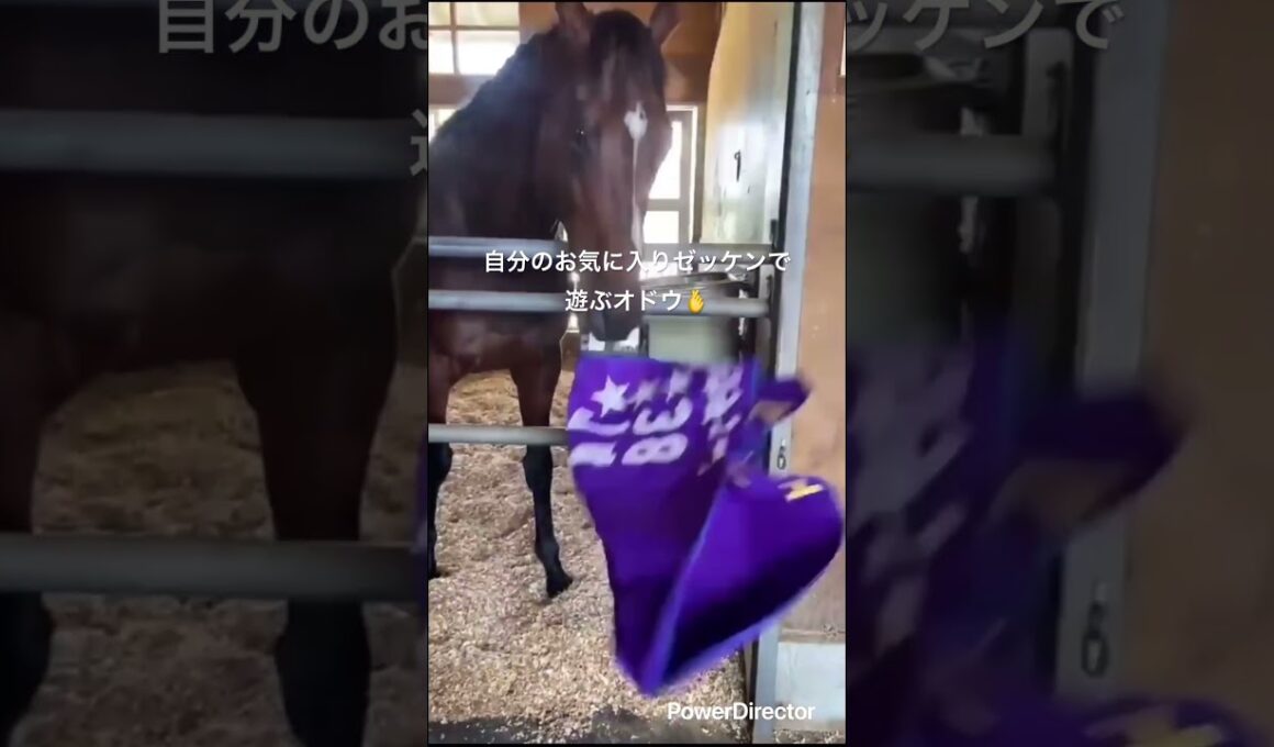 お気に入りゼッケンで遊ぶオドウ🫰