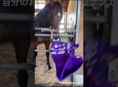 お気に入りゼッケンで遊ぶオドウ🫰