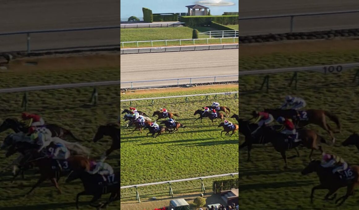 👑 #マイルチャンピオンシップ #京都競馬場 #京都11R 🐴 #ジャンタルマンタル #川田将雅 ゴールシーン🏁🏇 #マイルCS #競馬 #馬 #騎手 #racecourse #horseracing