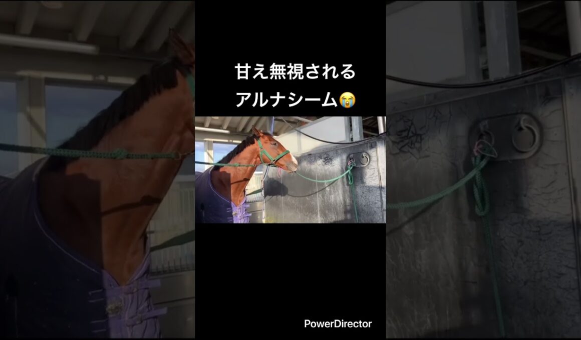 甘え無視されるアルナシーム😭