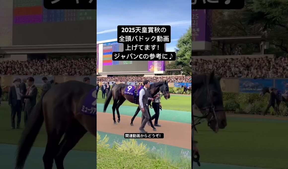 2025ジャパンカップの予想に天皇賞秋の全頭パドック動画ご参考にどうぞ！　#マスカレードボール #ジャスティンパレス #タスティエーラ #ブレイディベーグ #ホウオウビスケッツ #セイウンハーデス
