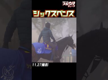 【チャンピオンズC 出走予定】シックスペンス　調教での様子 #shorts