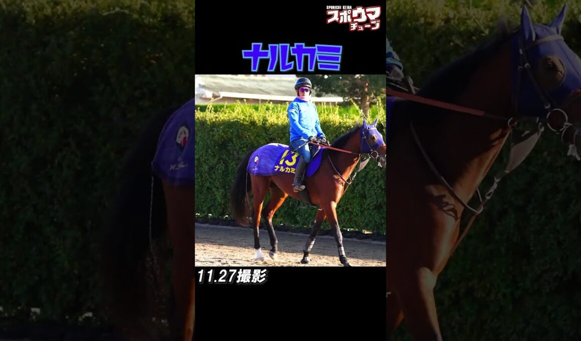 【チャンピオンズC 出走予定】ナルカミ　調教での様子 #shorts