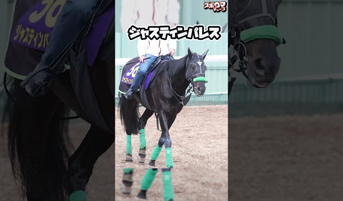 【ジャパンカップ 出走予定】ジャスティンパレス　栗東での様子 #shortsジャスティンパレスshort