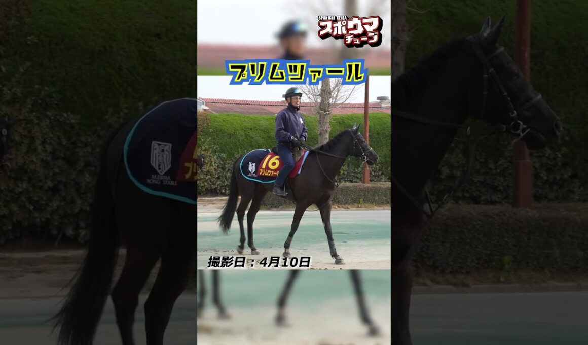 【桜花賞・出走予定】プリムツァール 美浦での様子 #shorts